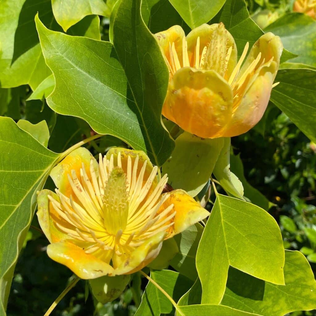 Little Volunteer Tulip Tree Pros And Cons: Should You Grow It?