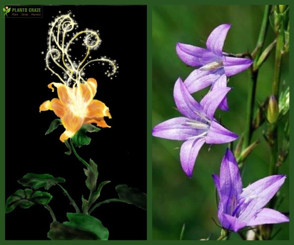 Is Rapunzel Flower Real? Everything You Need To Know