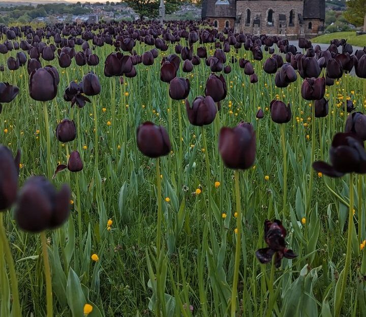 black tulips