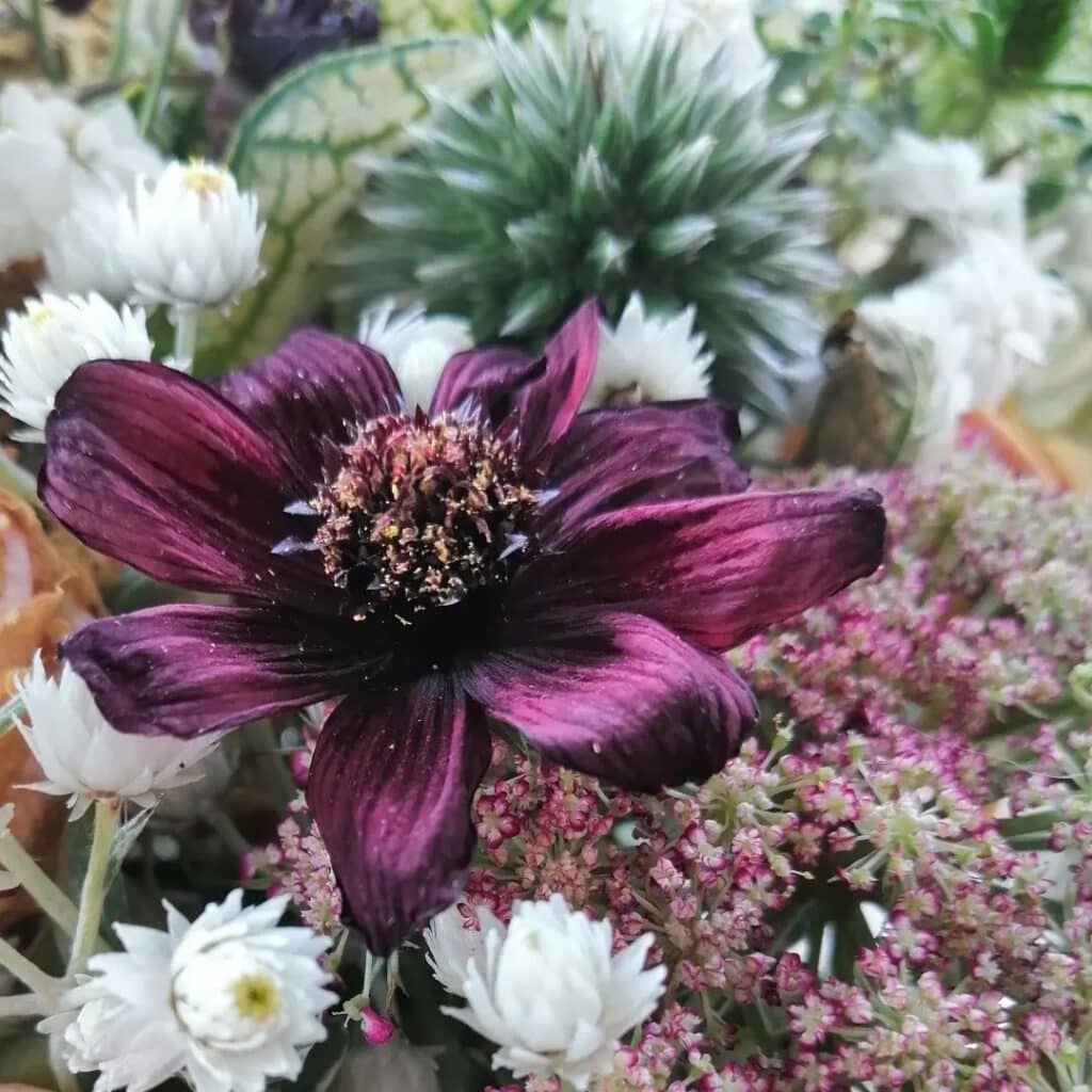 Do Deer Eat Cosmos? Best Hacks To Keep Deer Away!