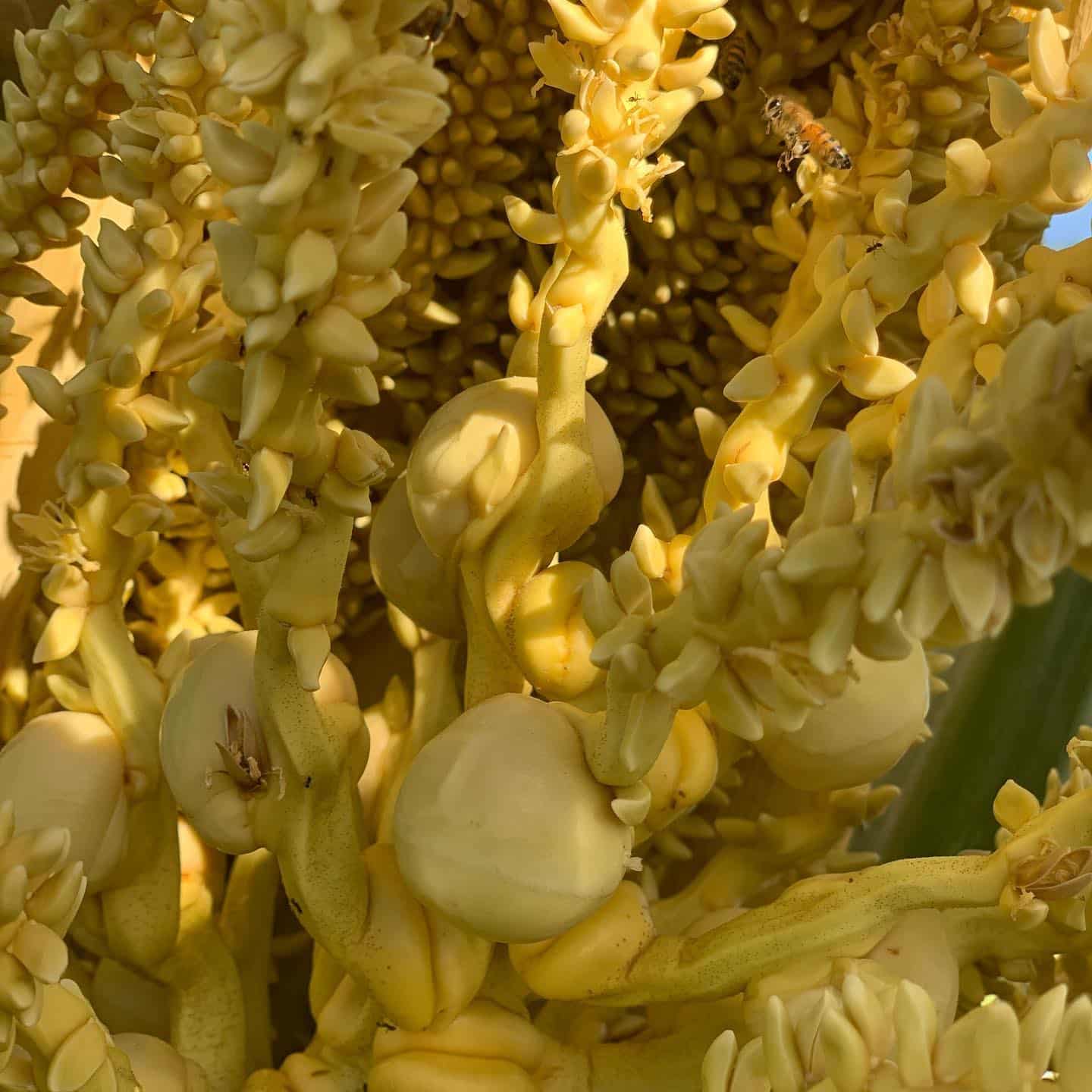 coconut flowers in mass