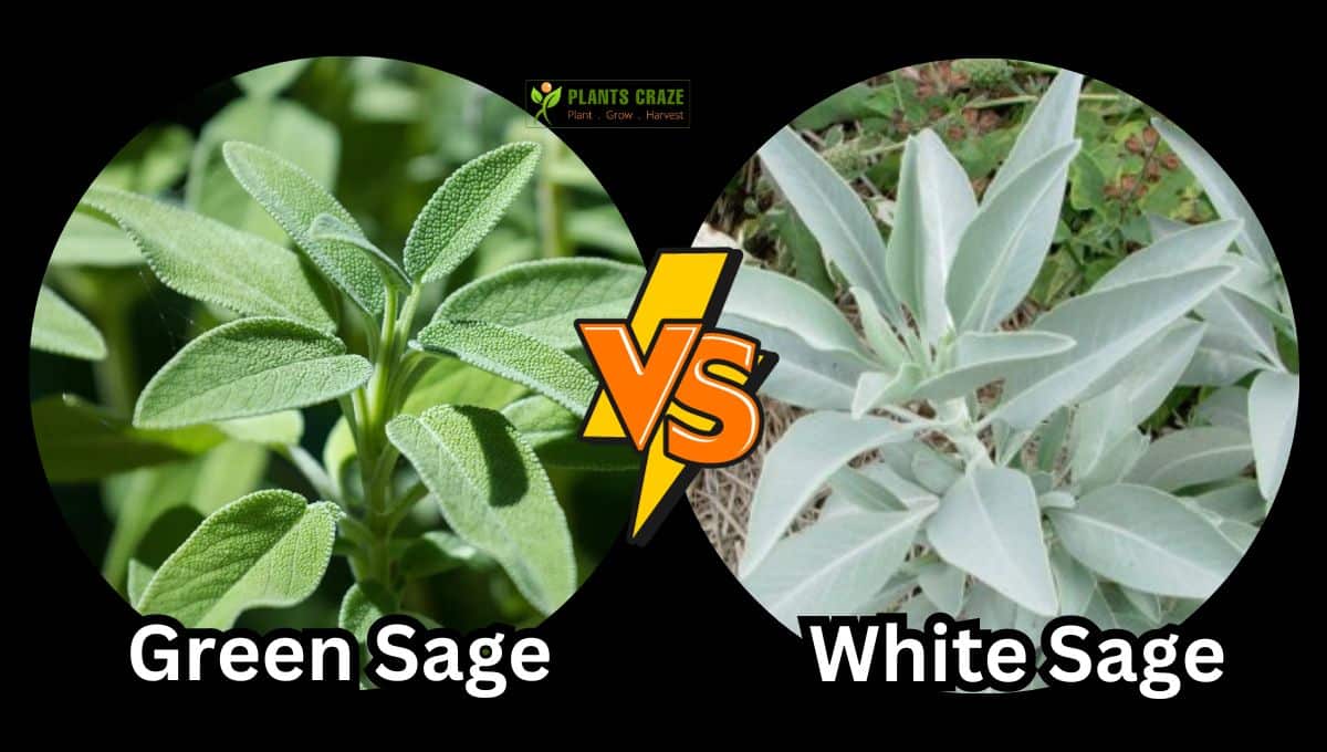 Green Sage Vs White Sage [Striking Similarities & Differences]