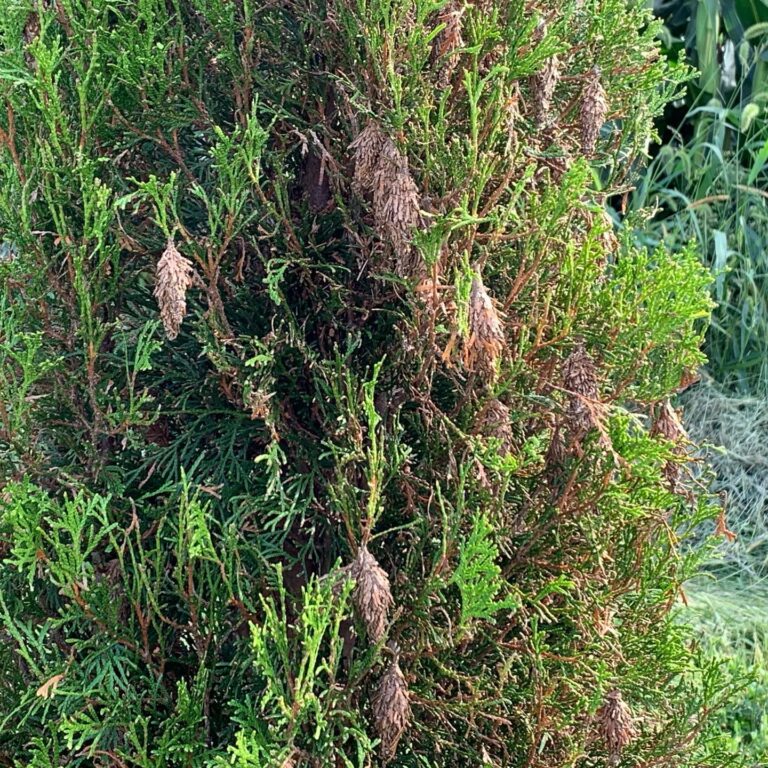 Do Bagworms Kill Trees? Everything You Need To Know