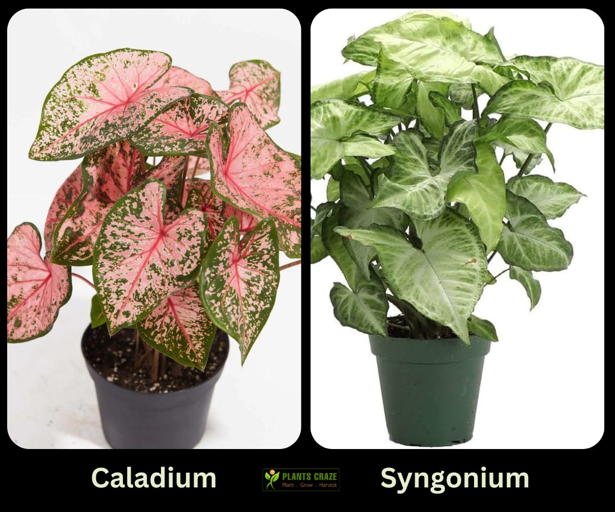 caladium on the left and Syngonium on the right