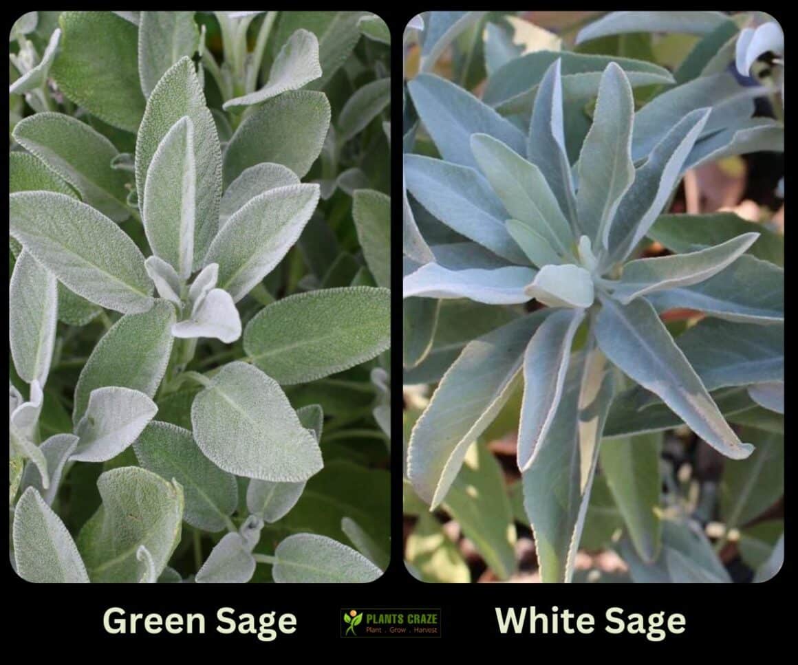Green Sage Vs White Sage [Striking Similarities & Differences]