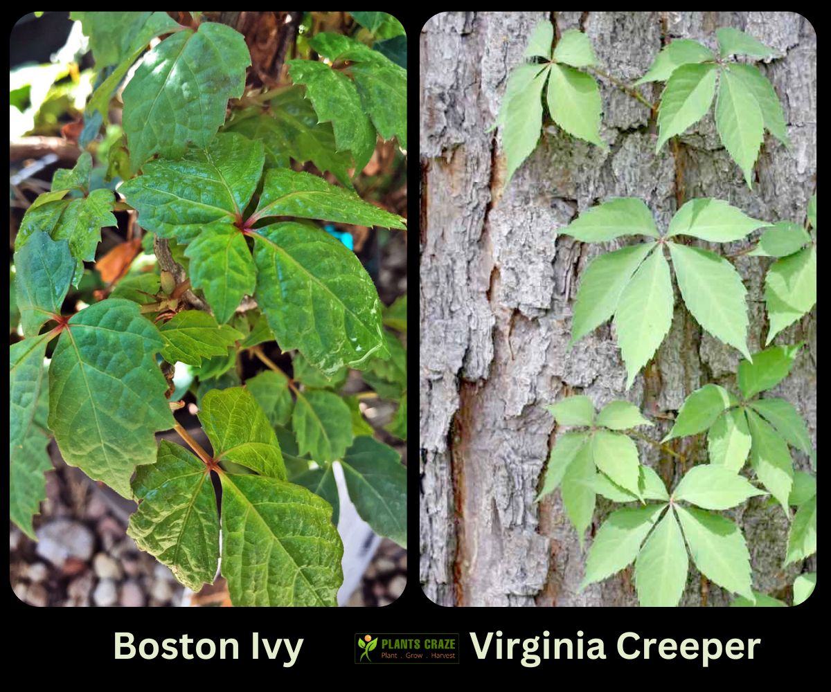 Boston Ivy in the left and Virginia Creeper in the right