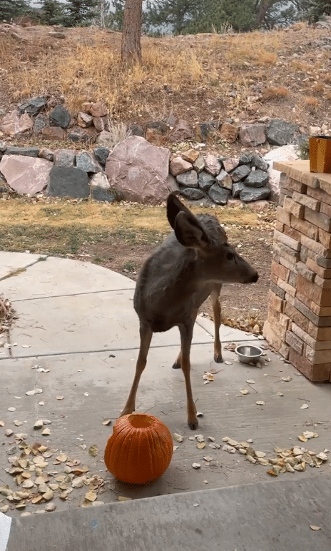 Deer eating a pumpkin