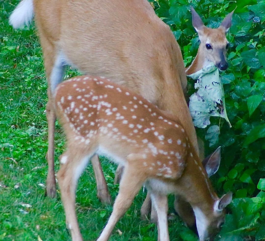 Deer eating raspberry bushes