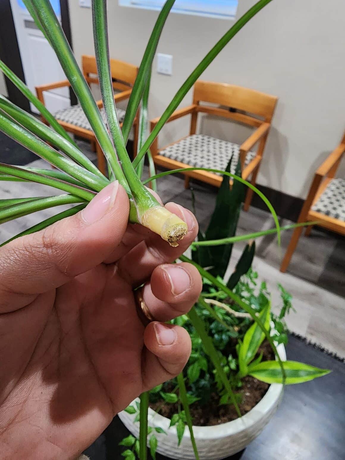 How To Propagate Dragon Plant