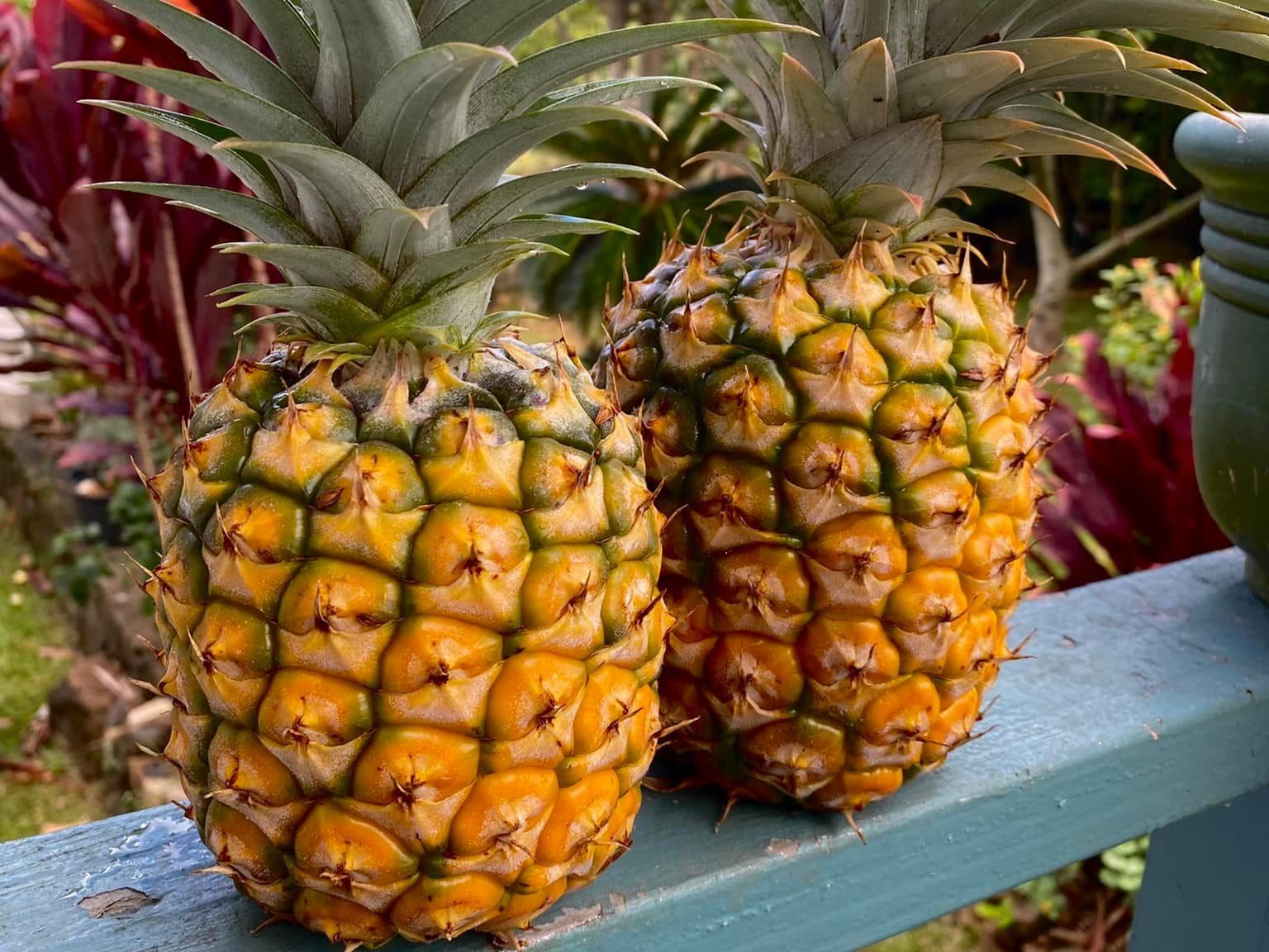 Do Pineapples Have Needles? Everything You Need To Know