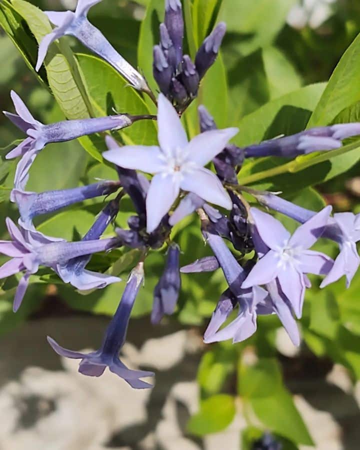 blue star flower