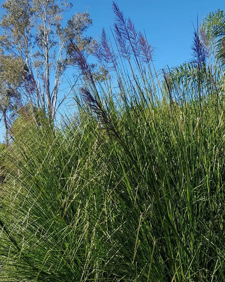 clumping grasses