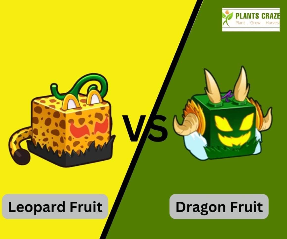 Leopard Vs Dragon In Blox Fruits Guide For Beginners