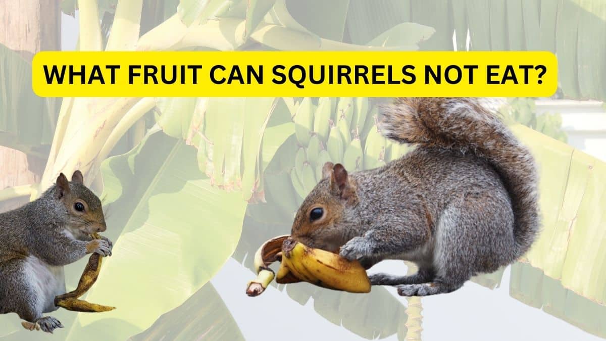 Do Squirrels Eat Bananas? Everything You Need To Know