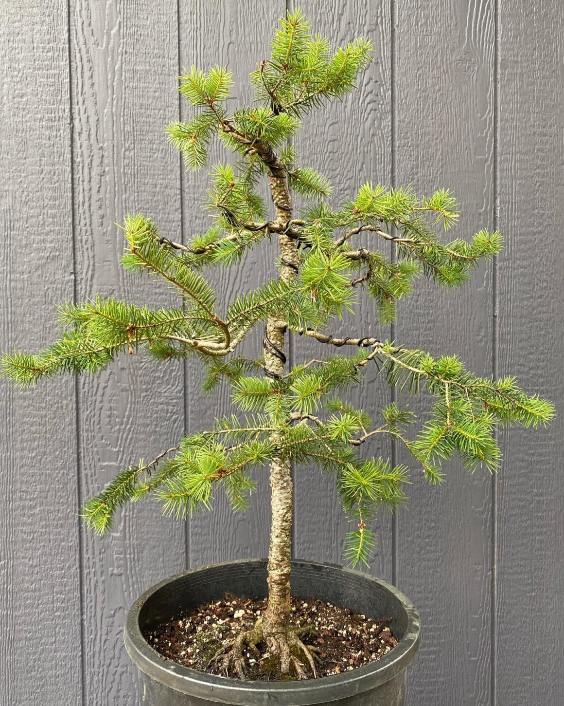 Douglas Fir Bonsai: Everything You Need To Know