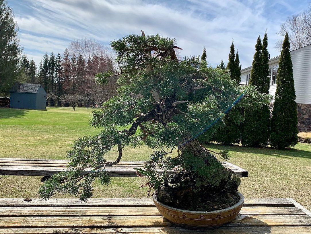 Douglas Fir Bonsai: Everything You Need To Know