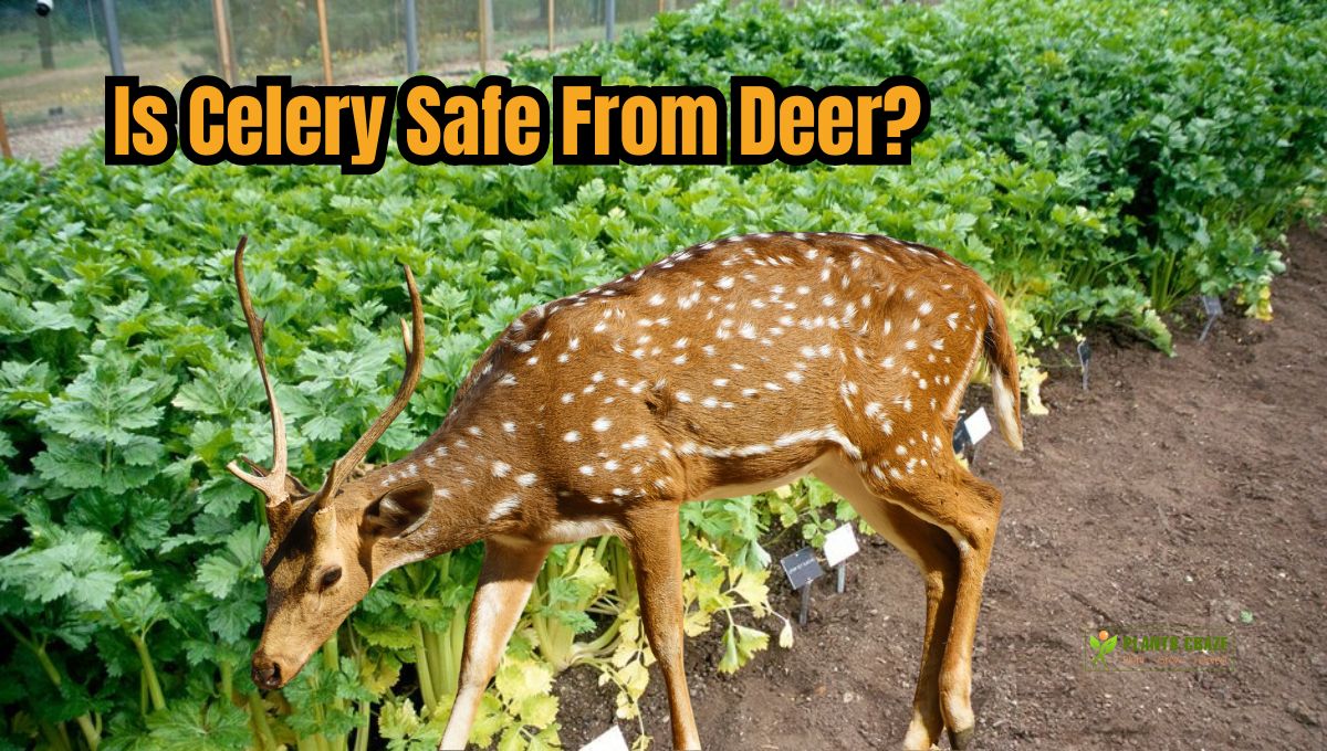 Can Deer Eat Celery? Everything You Need To Know