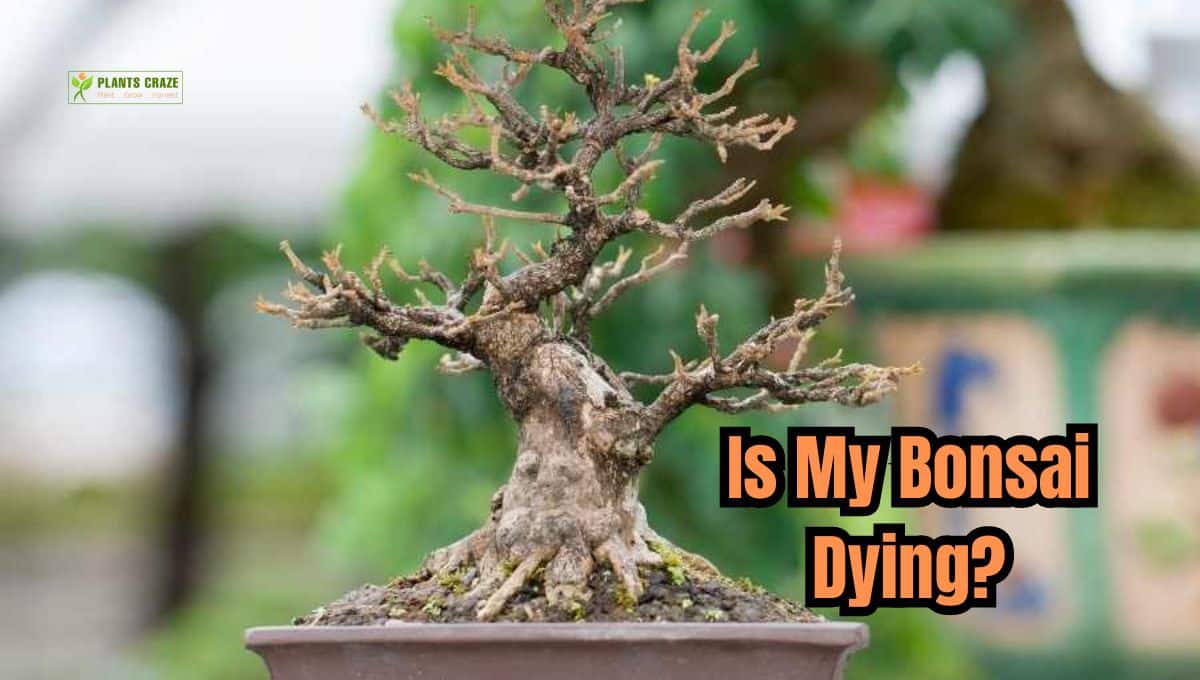 Is My Bonsai Dead Or Dormant Tree Status Guide