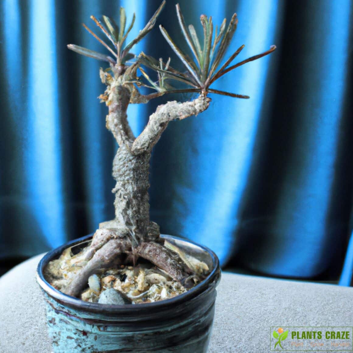 Joshua Tree Bonsai Ultimate Grow & Care Guide
