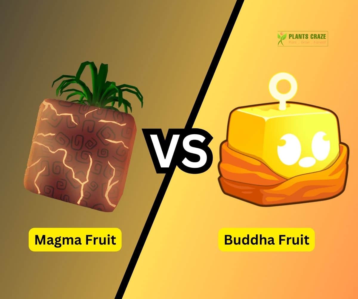 Magma vs Buddha in Blox Fruits