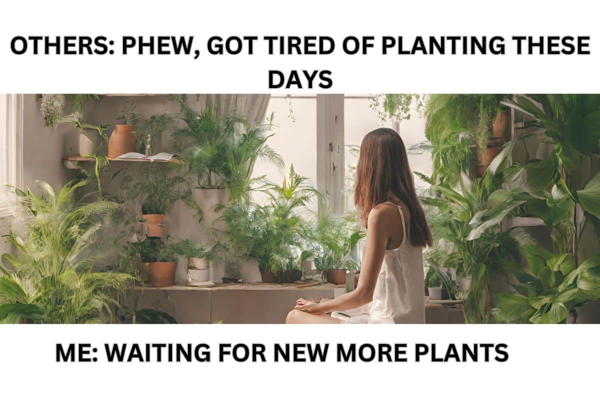 Crazy Plant Lady Meme Everything You Need To Know